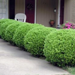 Baby Gem™ Boxwood Shrub 9 Baby Gem™ Boxwood Shrub -Garden Supplies Sales Store Baby Gem 2