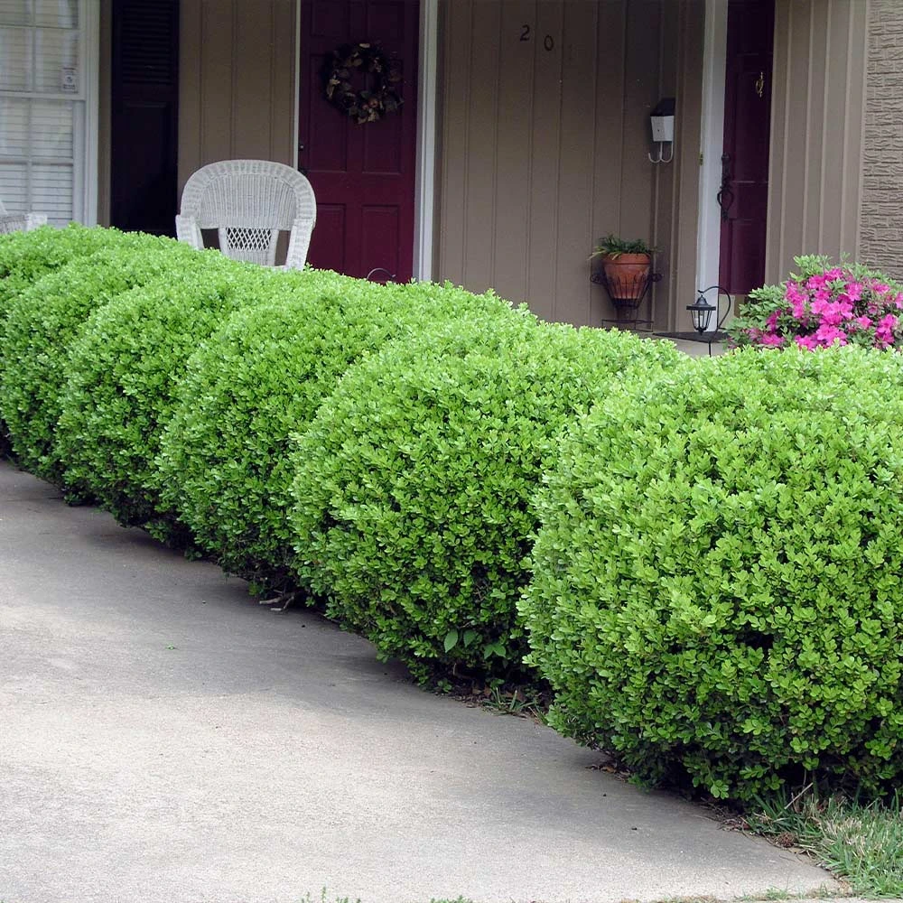 Baby Gem™ Boxwood Shrub 5 Baby Gem™ Boxwood Shrub - Image 5