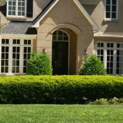 Baby Gem™ Boxwood Shrub 7 Baby Gem™ Boxwood Shrub -Garden Supplies Sales Store Baby Gem 4