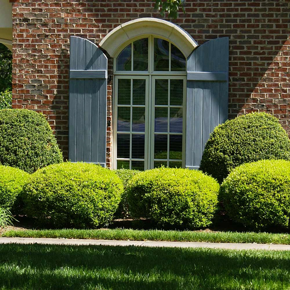 Baby Gem™ Boxwood Shrub 2 Baby Gem™ Boxwood Shrub - Image 2