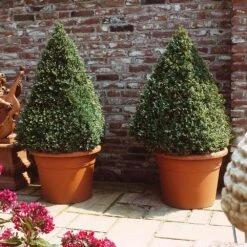 Baby Gem™ Boxwood Shrub 8 Baby Gem™ Boxwood Shrub -Garden Supplies Sales Store Baby Gem 6