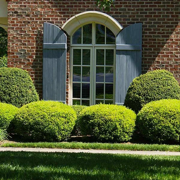 Baby Gem™ Boxwood Shrub 1 Baby Gem™ Boxwood Shrub