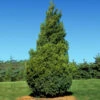 Baby Giant Thuja Tree