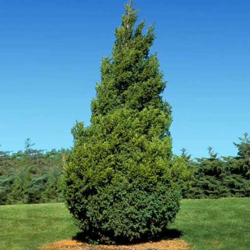 Baby Giant Thuja Tree -Garden Supplies Sales Store Baby Giant 600x600 3d0d75b0 059d 4bcf 8394 b59ad5bf8a48