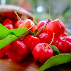 Barbados (Acerola) Cherry -Garden Supplies Sales Store Barbadoes Cherry 3 BB