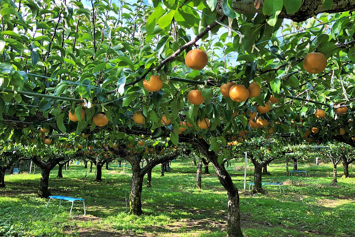 Garden Supplies Sales Store -Garden Supplies Sales Store Best Asian Pear Varieties Feature