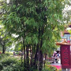 Black Bamboo Plant -Garden Supplies Sales Store Black Bamboo 6 BB