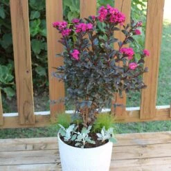 Black Diamond® Mystic Magenta™ Crape Myrtle Tree -Garden Supplies Sales Store Black Diamon Magestic magenta Crape Myrtle 1
