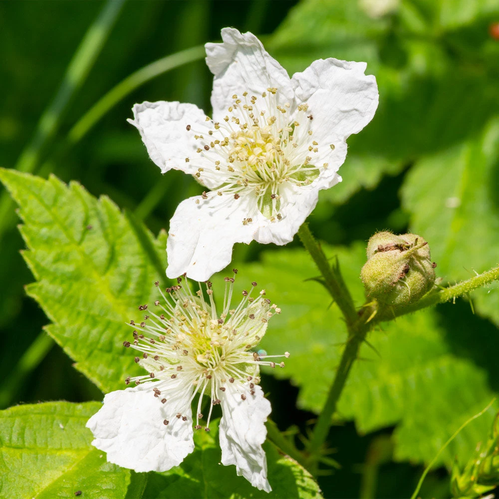 Black Satin Thornless Blackberry 3 Black Satin Thornless Blackberry - Image 3