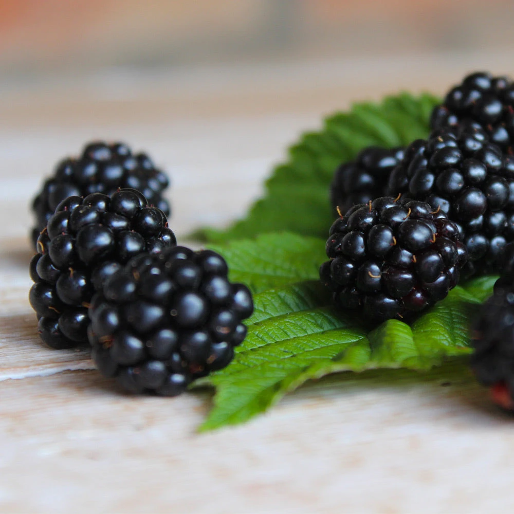 Black Satin Thornless Blackberry 4 Black Satin Thornless Blackberry - Image 4