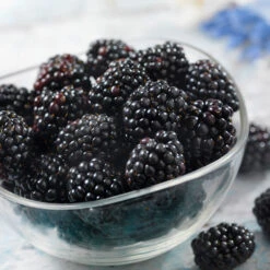 Black Satin Thornless Blackberry 9 Black Satin Thornless Blackberry -Garden Supplies Sales Store Black Satin Blackbery 6 BB