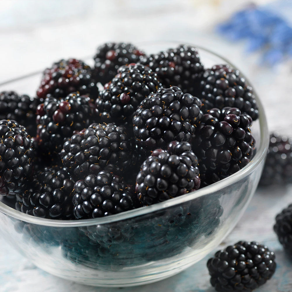 Black Satin Thornless Blackberry 5 Black Satin Thornless Blackberry - Image 5