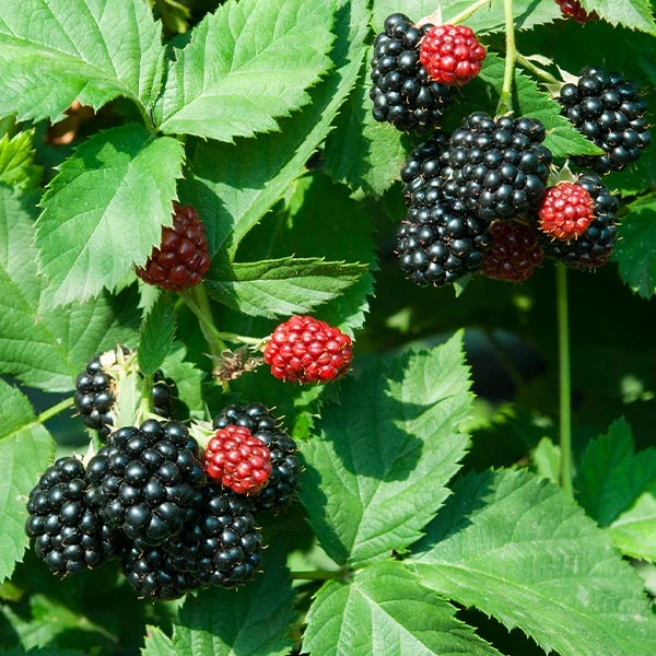 Black Satin Thornless Blackberry 1 Black Satin Thornless Blackberry