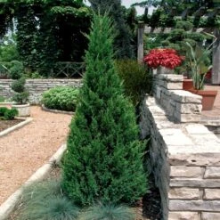 Blue Point Juniper Tree -Garden Supplies Sales Store Blue Point Juniper 2