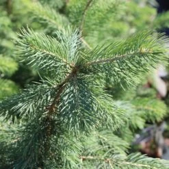 Blue Wonder Spruce Tree -Garden Supplies Sales Store Blue Wonder Spruce 3