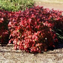 Blush Pink™ Nandina Shrub -Garden Supplies Sales Store Blush Pink Nandina BB 1