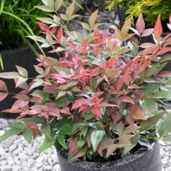 Blush Pink™ Nandina Shrub -Garden Supplies Sales Store Blush Pink Nandina BB 4