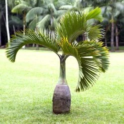 Bottle Palm Tree -Garden Supplies Sales Store Bottle Palm 1
