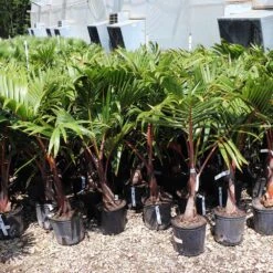 Bottle Palm Tree -Garden Supplies Sales Store Bottle Palm 3