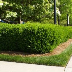 Titan Boxwood Shrub -Garden Supplies Sales Store Boxwood Titan 5 BB