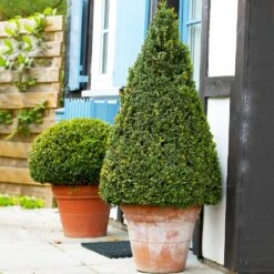 Wintergreen Boxwood Shrub -Garden Supplies Sales Store Boxwood Wintergreen 4