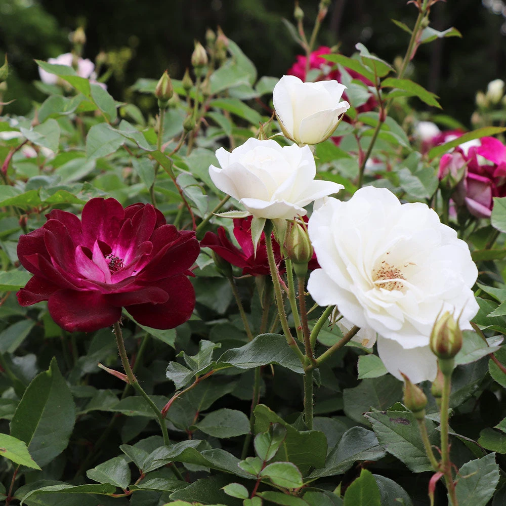 Burgundy Iceberg And Iceberg Two-fer® Rose Tree 2 Burgundy Iceberg And Iceberg Two-fer® Rose Tree - Image 2