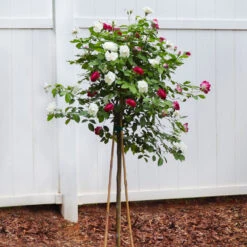 Burgundy Iceberg And Iceberg Two-fer® Rose Tree 6 Burgundy Iceberg And Iceberg Two-fer® Rose Tree -Garden Supplies Sales Store Burgandy Iceburg ROse Tree 4