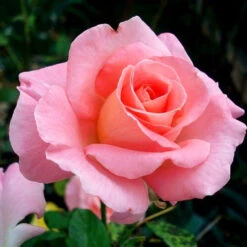 Cherish Rose Tree -Garden Supplies Sales Store CHerish Rose Tree 3BB