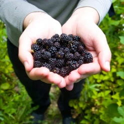 Black Raspberry Bush -Garden Supplies Sales Store CUmberland Black RAspberry 2 BB