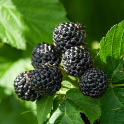 Black Raspberry Bush -Garden Supplies Sales Store CUmberland Black RAspberry 6 BB