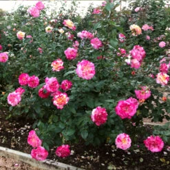 Camille Pissarro™ Rose 5 Camille Pissarro™ Rose -Garden Supplies Sales Store Camille Pissarro 3