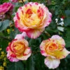 Camille Pissarro™ Rose