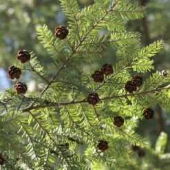 Canadian Hemlock Tree -Garden Supplies Sales Store Canadian Hemlock 3 BB