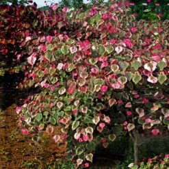 Carolina Sweetheart® Redbud Tree 7 Carolina Sweetheart® Redbud Tree -Garden Supplies Sales Store Carolina Sweetheart Redbud 1