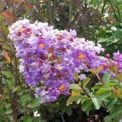 Catawba Crape Myrtle Tree -Garden Supplies Sales Store Catawba Crape Myrtle 3 BB