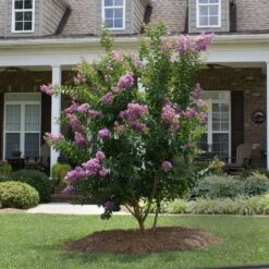 Catawba Crape Myrtle Tree -Garden Supplies Sales Store Catawba Crape Myrtle 4 BB