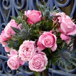 Cathedral Bells Rose 7 Cathedral Bells Rose -Garden Supplies Sales Store Cathedral Bells Rose Tree 2