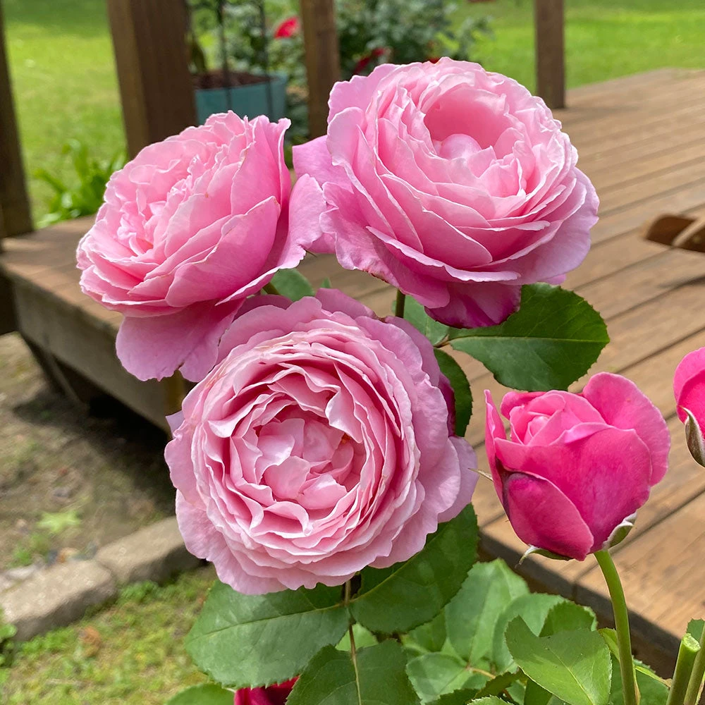 Cathedral Bells Rose 2 Cathedral Bells Rose - Image 2