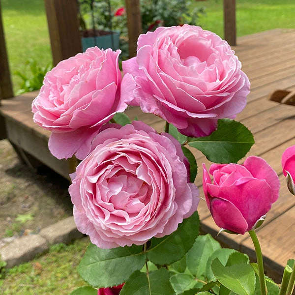 Cathedral Bells Rose 1 Cathedral Bells Rose