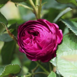 Celestial Night™ Rose Tree 7 Celestial Night™ Rose Tree -Garden Supplies Sales Store Celestial Night Rose Tree 1 BB