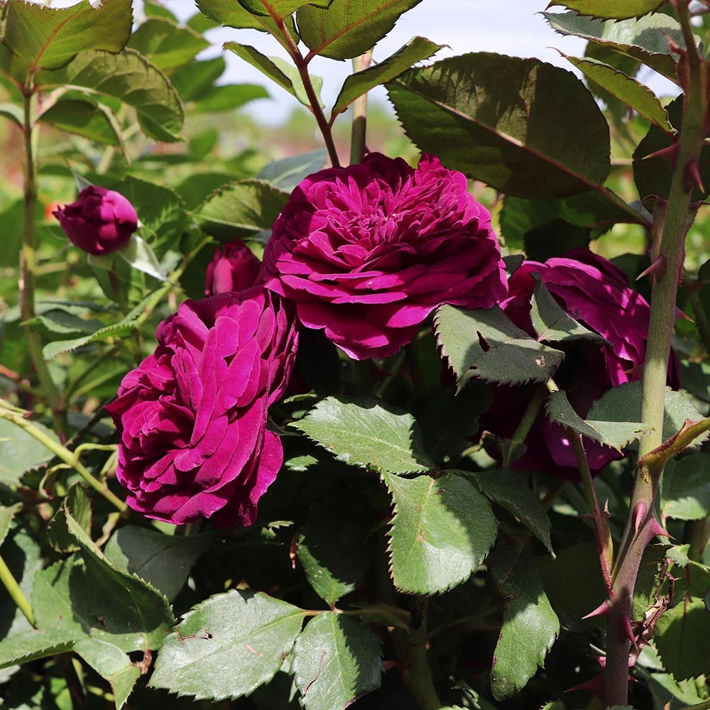 Celestial Night™ Rose Tree 2 Celestial Night™ Rose Tree - Image 2