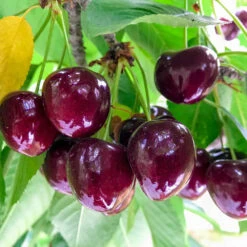 Chelan Cherry Tree -Garden Supplies Sales Store Chelan Cherry 1
