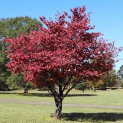 Cherokee Brave Dogwood Tree -Garden Supplies Sales Store Cherokee Brave Dogwood 4 BB