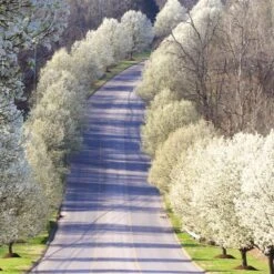 Cleveland Pear Tree 8 Cleveland Pear Tree -Garden Supplies Sales Store Cleveland Pear 11 BB