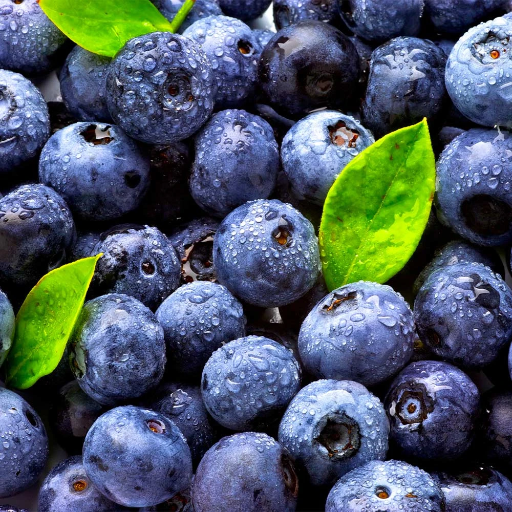 Climax Blueberry Bush 5 Climax Blueberry Bush - Image 5