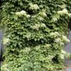 Climbing Hydrangea