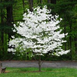 Cloud 9 Dogwood Tree 9 Cloud 9 Dogwood Tree -Garden Supplies Sales Store Cloud 9 Dogwood 1 BB