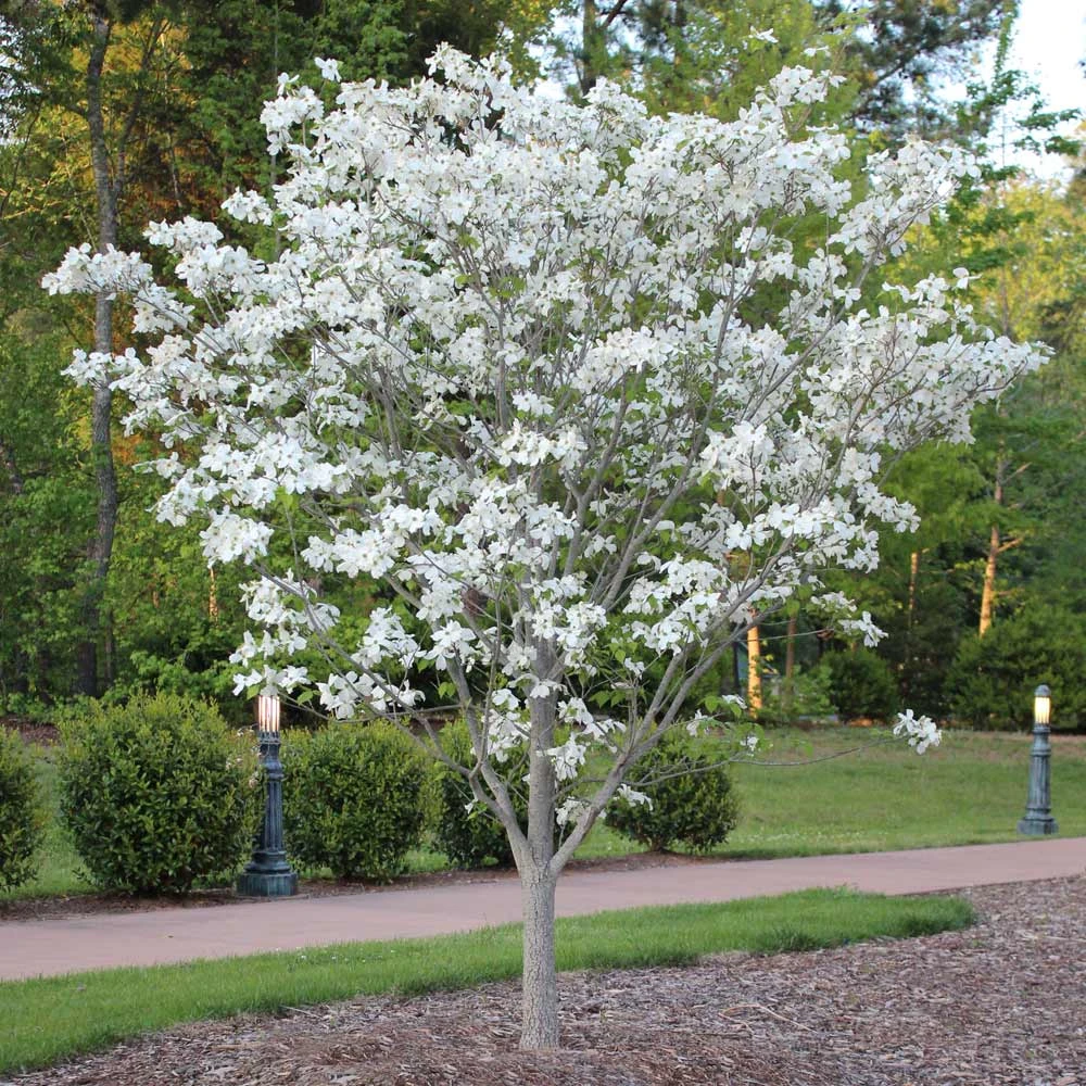 Cloud 9 Dogwood Tree 6 Cloud 9 Dogwood Tree - Image 6