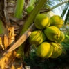 Coconut Palm Tree