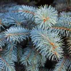 Colorado Blue Spruce Tree -Garden Supplies Sales Store Colorado BLue Spruce 2 BB